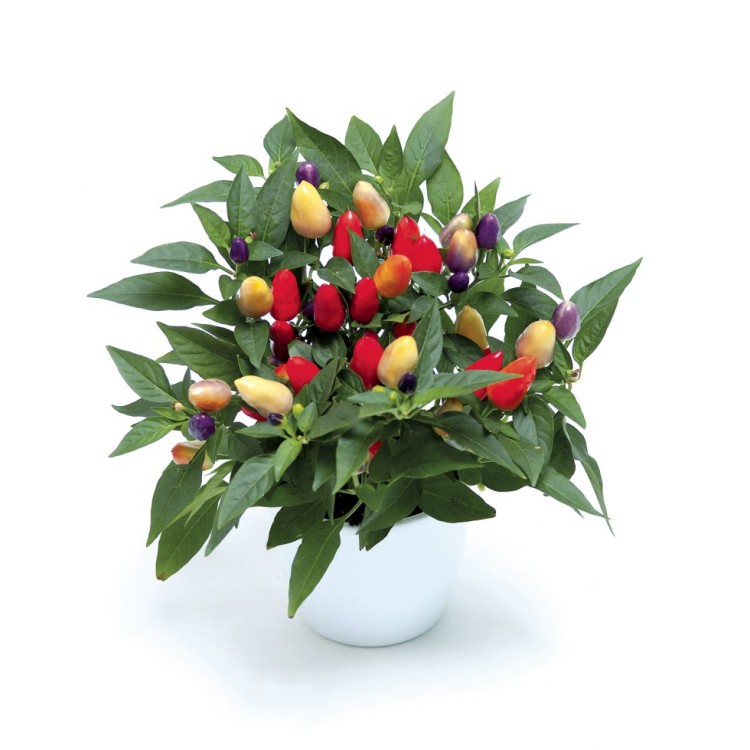Ornamental Pepper Cubana "Multicolour Red" - во саксија Ø13